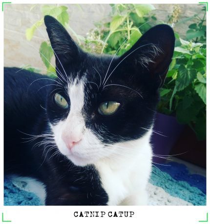 Foto 1 de CATNIP CatUP® Felicidade do seu gato é verde!